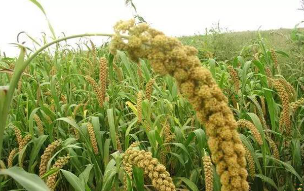 太和小米2 太和小米2